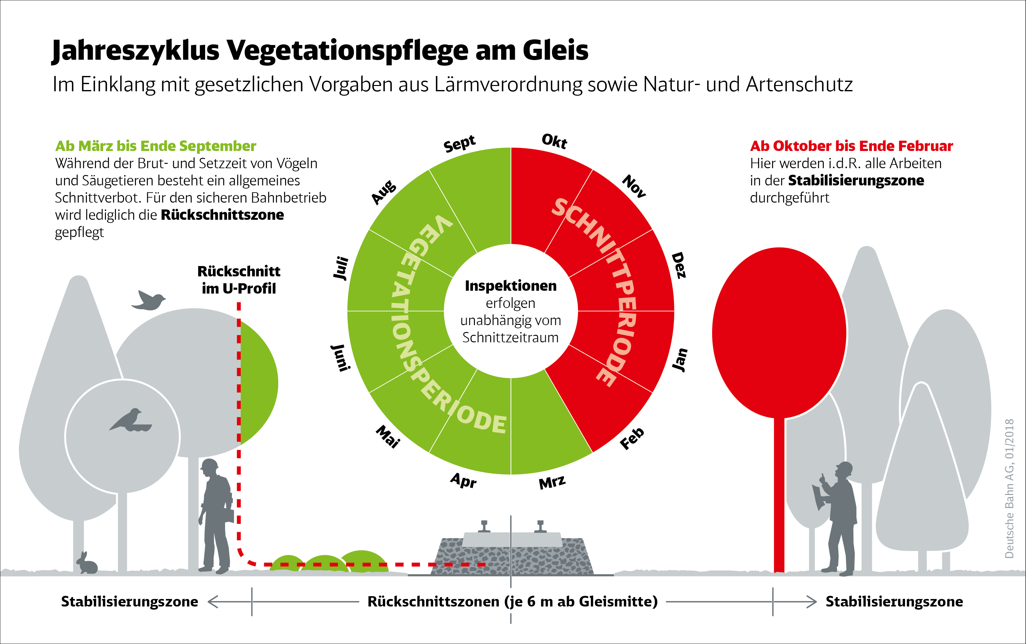 Infografik Vegetation Jahreszyklus