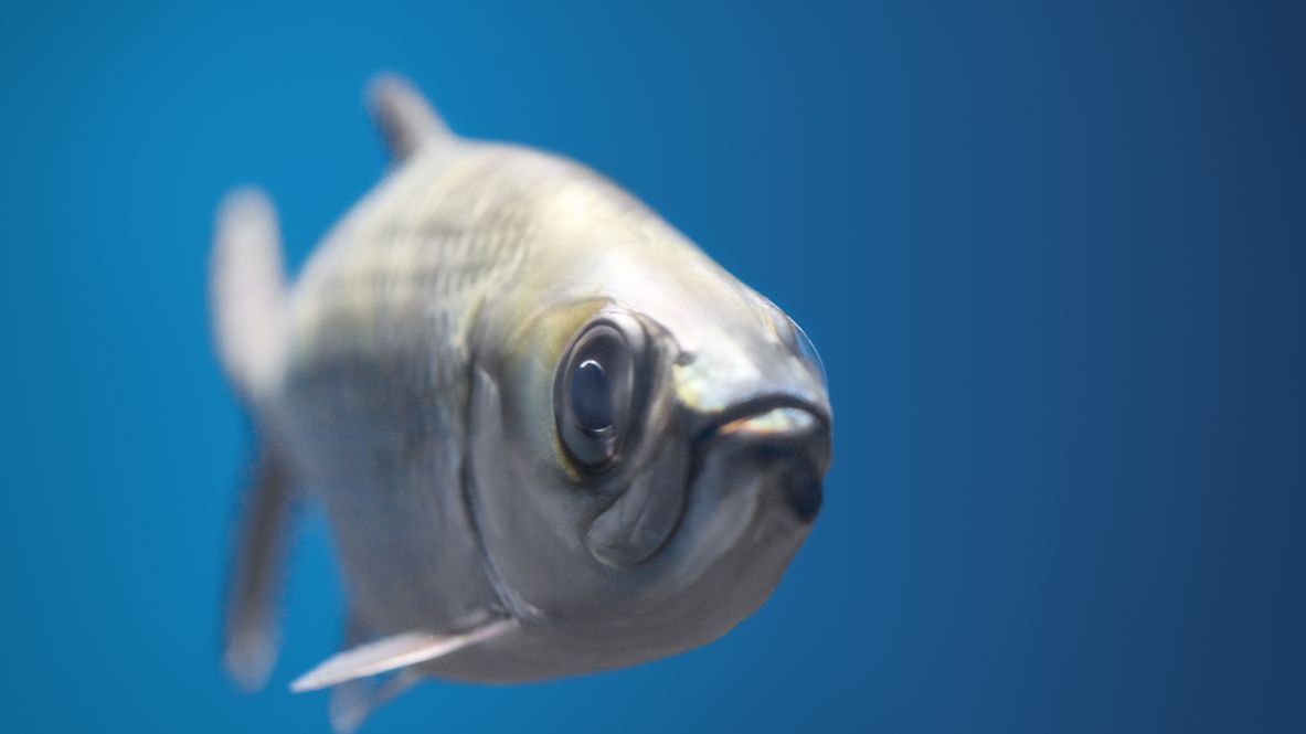 Ein Fisch im Wasser