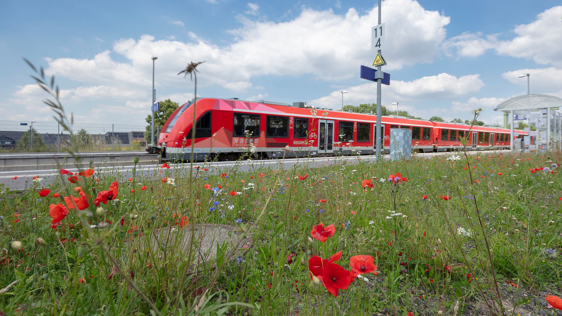 A red regional train passes by a flower meadow with poppies.