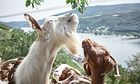 This is green.-no. 70: Boer goats serve us well by grazing on dry grassland in the states of Hesse and Rhineland-Palatinate.