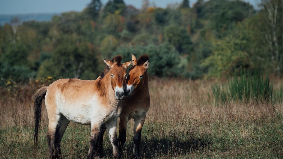 Mit über 150 Maßnahmen setzen wir uns für eine grünere Zukunft ein, z.B. unterstützen uns Wildpferde bei der Landschaftspflege.