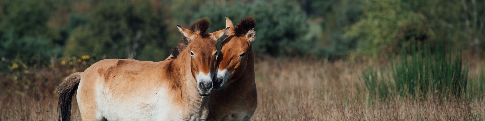 Mit über 150 Maßnahmen setzen wir uns für eine grünere Zukunft ein, z.B. unterstützen uns Wildpferde bei der Landschaftspflege.