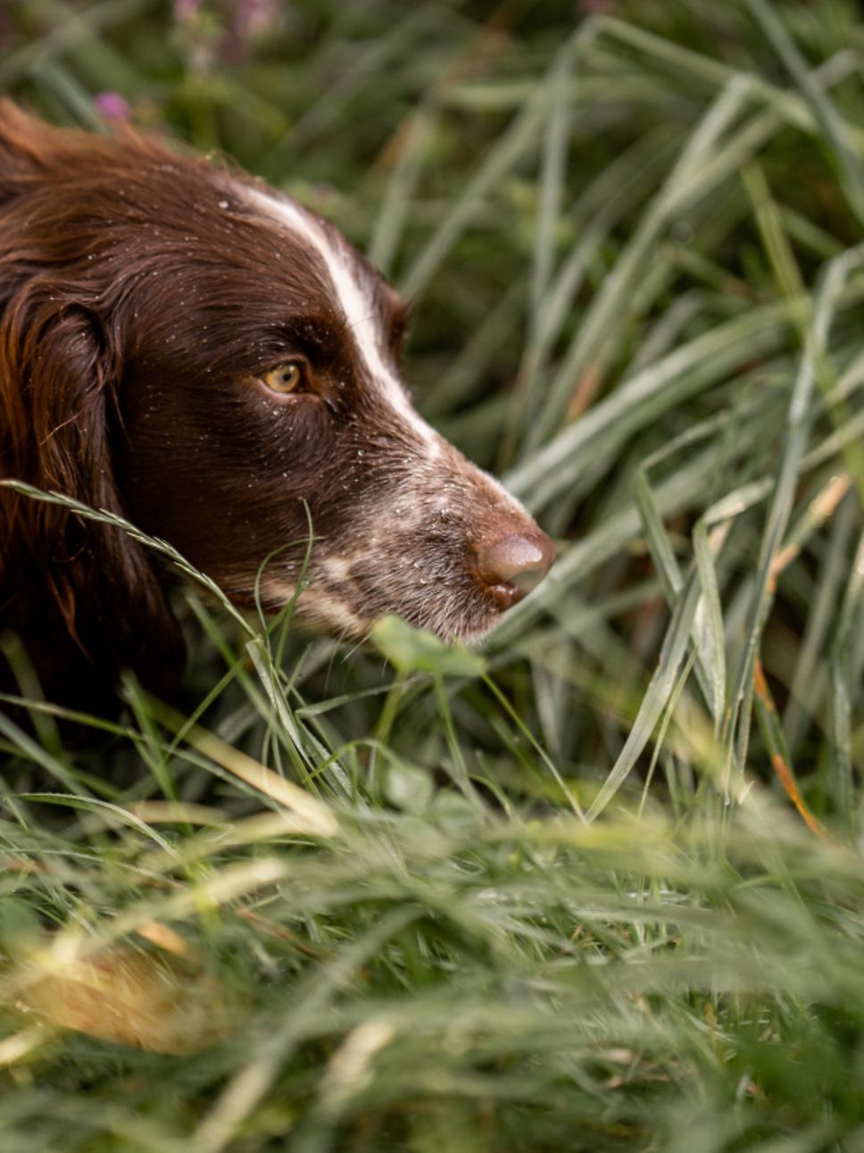 Cocker Spaniel Finya bei der Ausbildung zur Artenspürhündin