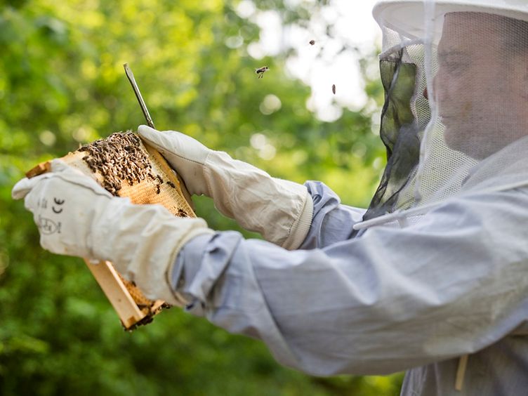 Projekt „Bienen bei der Bahn“: Hobby-Imker können ihre Bienenkästen auf nicht mehr betrieblich genutzten DB-Flächen aufstellen.