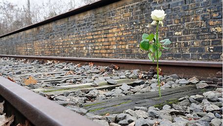 weiße Rose im Gleisbett